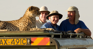 cheetah